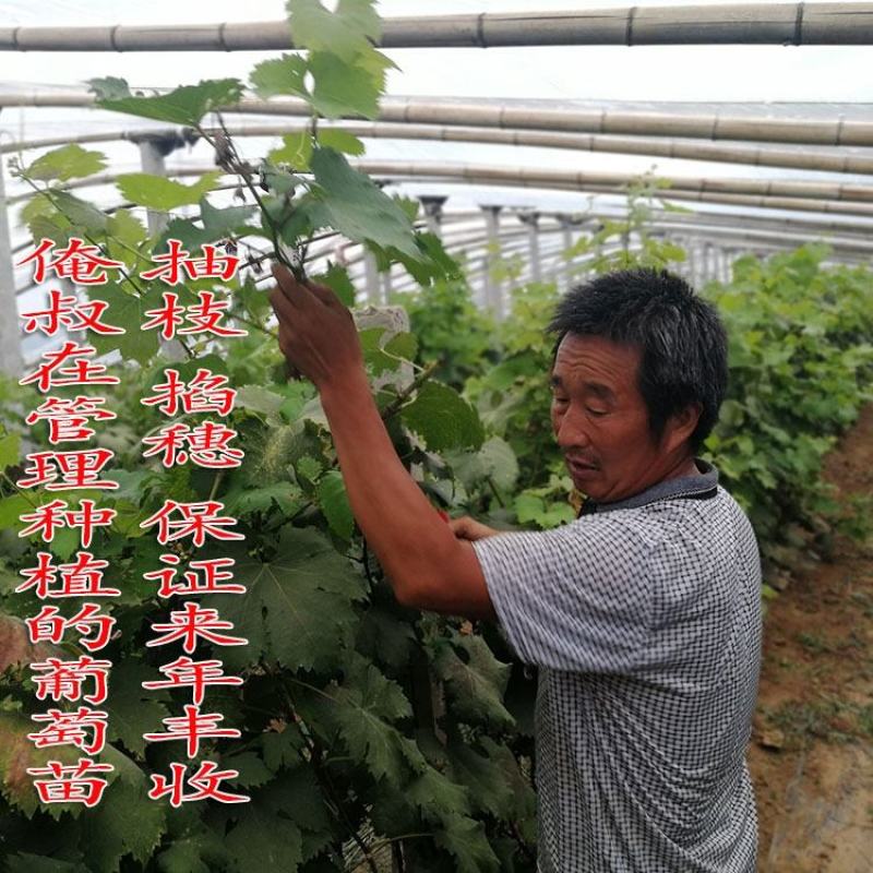 【保真苗】美国红提苗地栽四季种植果树嫁接特大当年结果