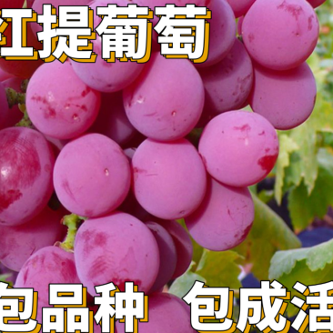 【保真苗】美国红提苗地栽四季种植果树嫁接特大当年结果