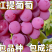 【保真苗】美国红提苗地栽四季种植果树嫁接特大当年结果