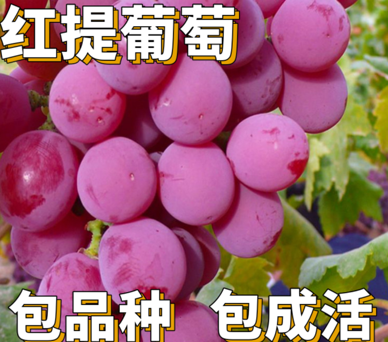 【保真苗】美国红提苗地栽四季种植果树嫁接特大当年结果