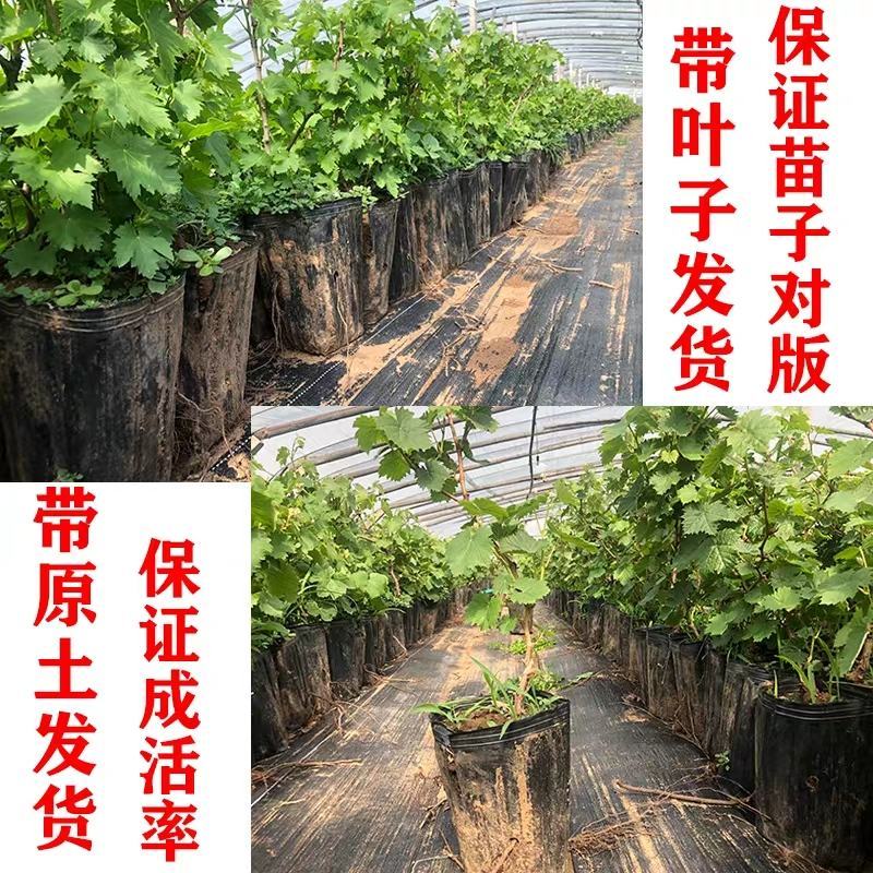 【保真苗】葡萄苗地栽四季种植果树嫁接特大当年结果