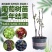 【保真苗】葡萄苗地栽四季种植果树嫁接特大当年结果