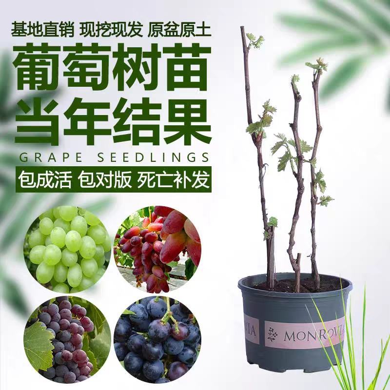 【保真苗】葡萄苗地栽四季种植果树嫁接特大当年结果