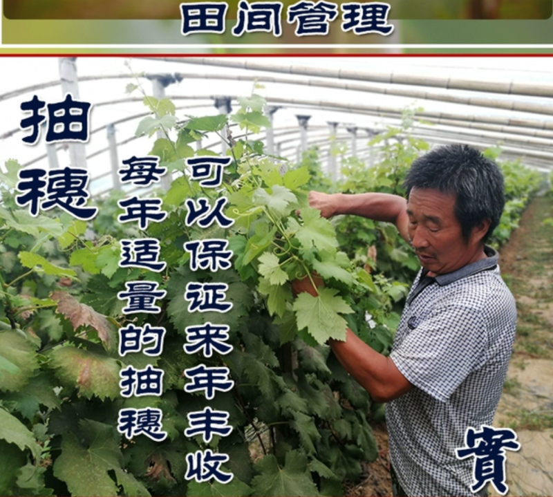 【保真苗】葡萄苗地栽四季种植果树嫁接特大当年结果