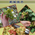 【保真苗】葡萄苗地栽四季种植果树嫁接特大当年结果