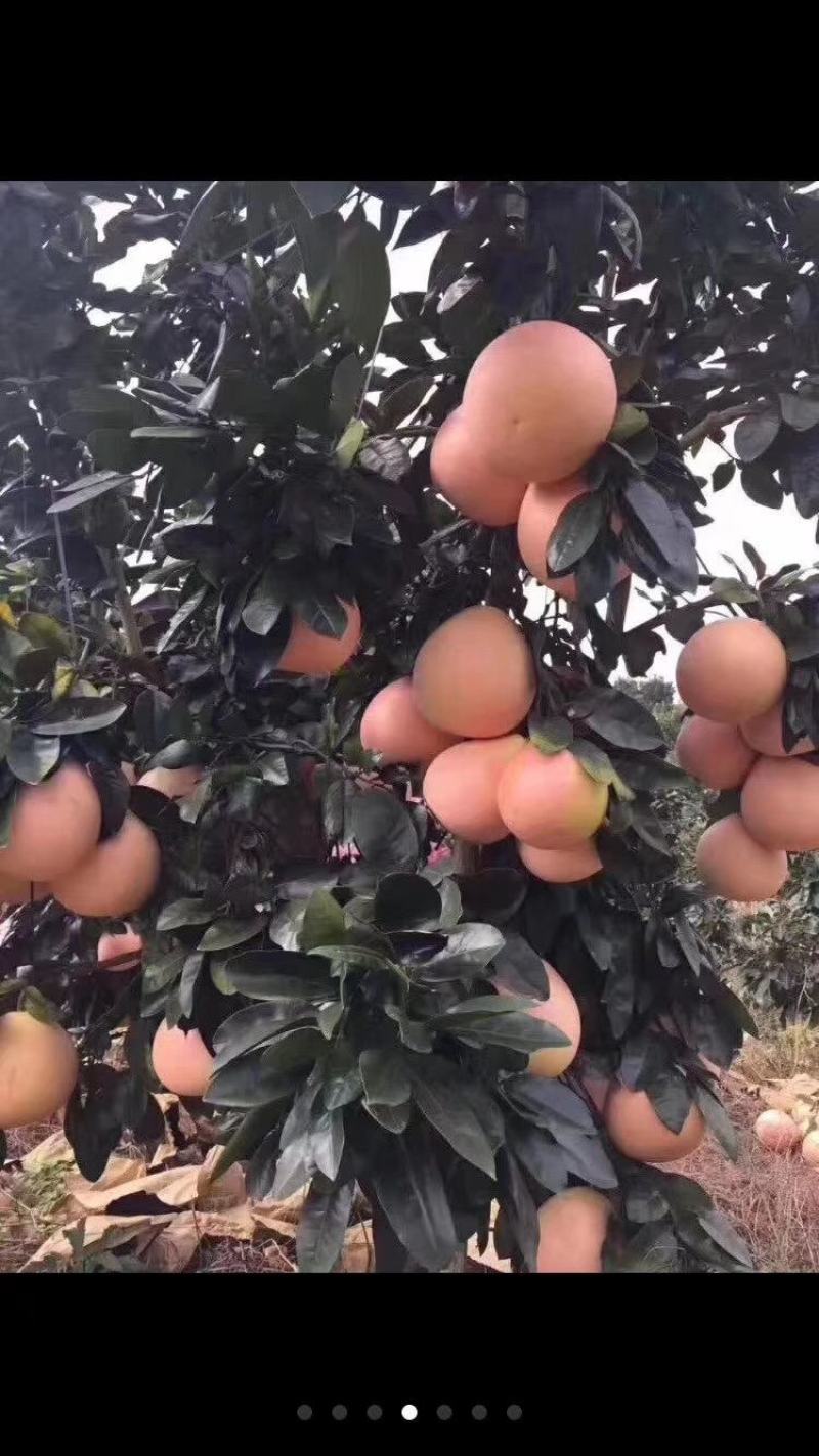 琯溪三红蜜柚苗.三红柚子苗产地发货三红柚子苗可签合同