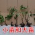 【保真苗】阳光玫瑰葡萄苗地栽四季种植果树嫁接特大当年结果