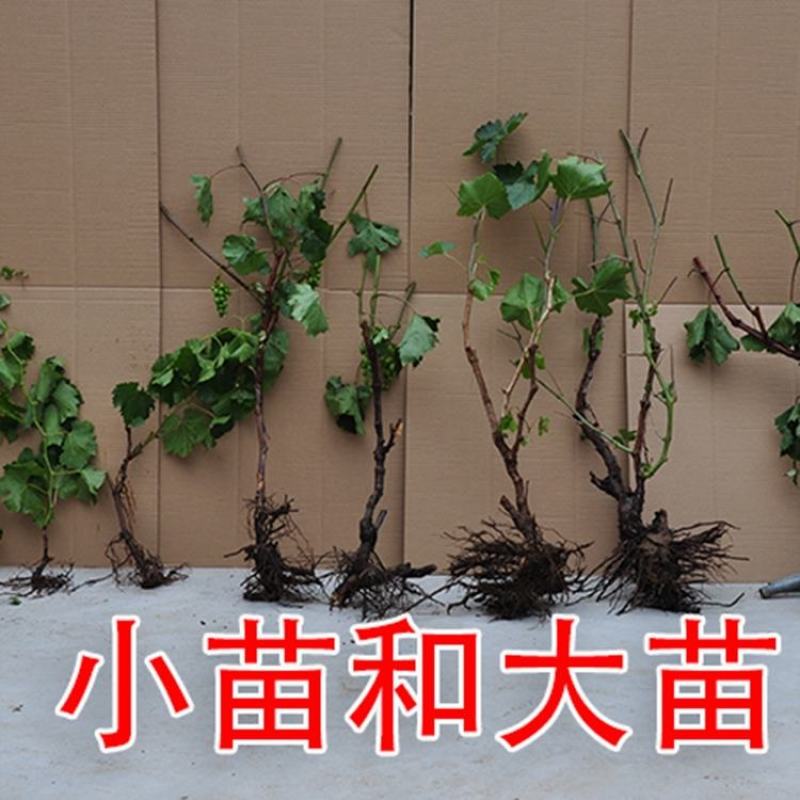 【保真苗】阳光玫瑰葡萄苗地栽四季种植果树嫁接特大当年结果