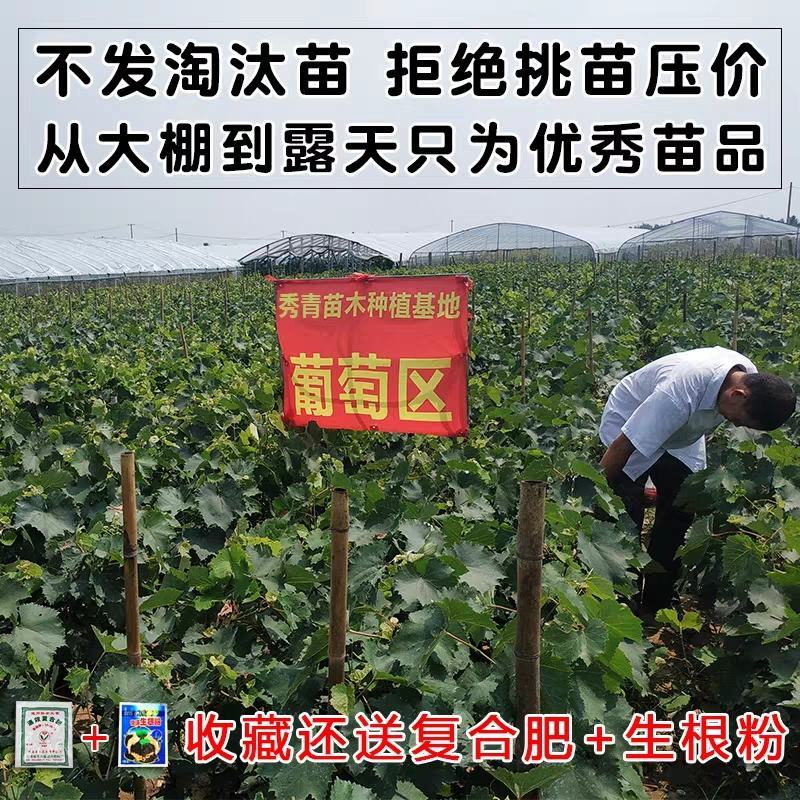 【保真苗】阳光玫瑰葡萄苗地栽四季种植果树嫁接特大当年结果