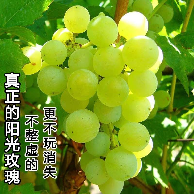 【保真苗】阳光玫瑰葡萄苗地栽四季种植果树嫁接特大当年结果