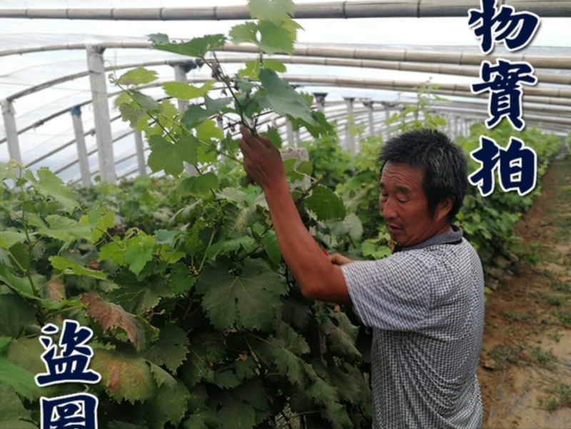 【保真苗】阳光玫瑰葡萄苗地栽四季种植果树嫁接特大当年结果