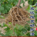 【保真苗】阳光玫瑰葡萄苗地栽四季种植果树嫁接特大当年结果