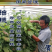 【保真苗】阳光玫瑰葡萄苗地栽四季种植果树嫁接特大当年结果