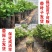 【保真苗】玫瑰香葡萄苗地栽四季种植果树嫁接特大当年结果