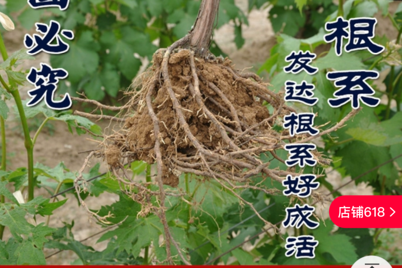 【保真苗】玫瑰香葡萄苗地栽四季种植果树嫁接特大当年结果