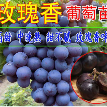 【保真苗】玫瑰香葡萄苗地栽四季种植果树嫁接特大当年结果