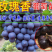【保真苗】玫瑰香葡萄苗地栽四季种植果树嫁接特大当年结果