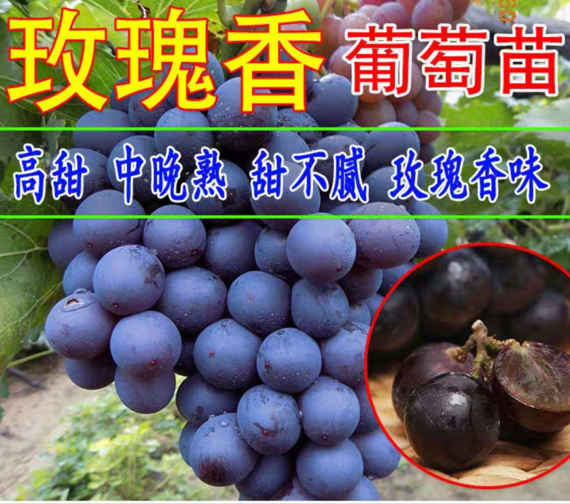 【保真苗】玫瑰香葡萄苗地栽四季种植果树嫁接特大当年结果