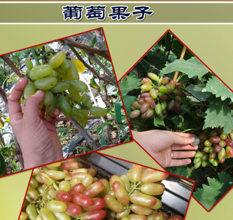 【保真苗】玫瑰香葡萄苗地栽四季种植果树嫁接特大当年结果