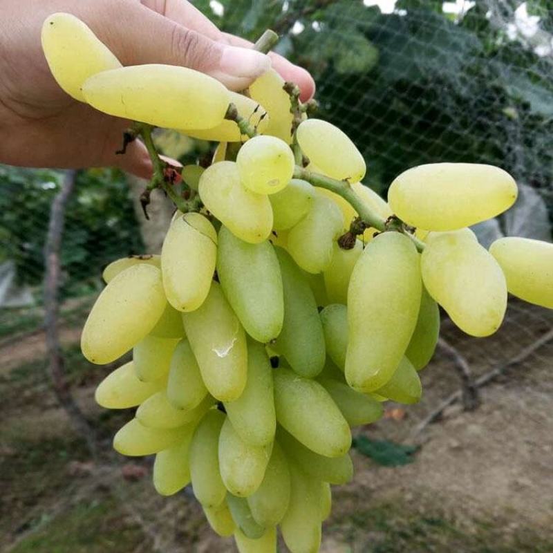 【保真苗】金手指葡萄苗地栽四季种植果树嫁接特大当年结果