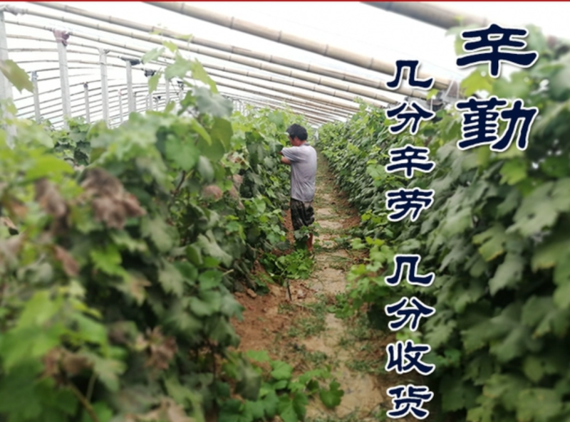 【保真苗】金手指葡萄苗地栽四季种植果树嫁接特大当年结果