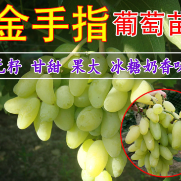 【保真苗】金手指葡萄苗地栽四季种植果树嫁接特大当年结果