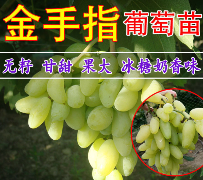 【保真苗】金手指葡萄苗地栽四季种植果树嫁接特大当年结果