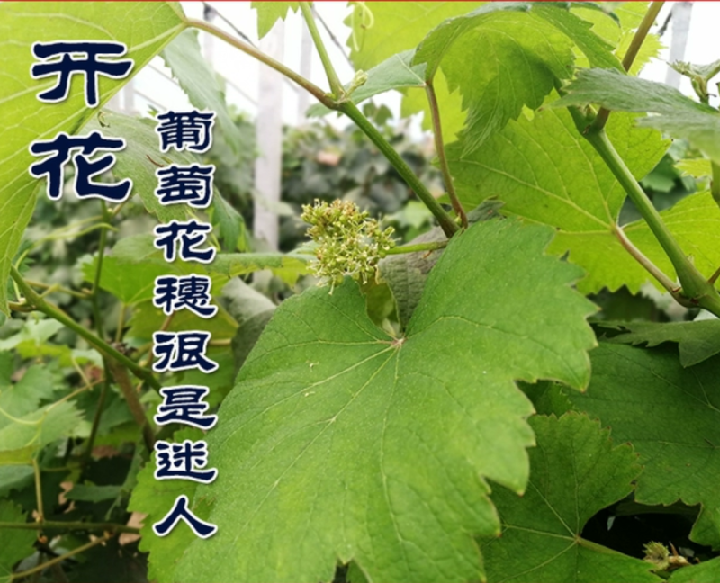 【保真苗】金手指葡萄苗地栽四季种植果树嫁接特大当年结果