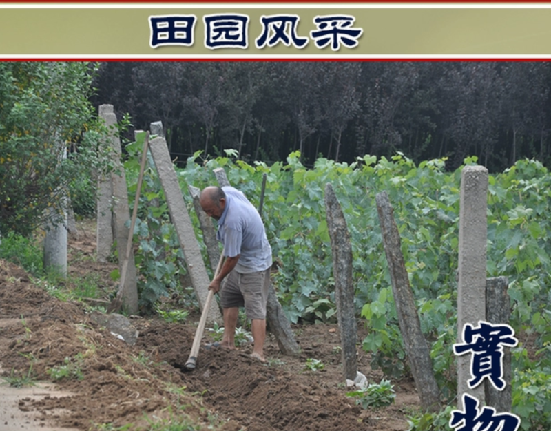 【保真苗】金手指葡萄苗地栽四季种植果树嫁接特大当年结果
