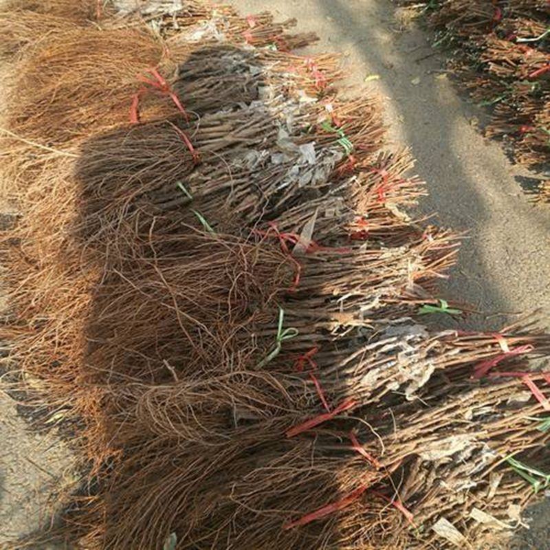【保真苗】红宝石葡萄苗地栽四季种植果树嫁接特大当年结果
