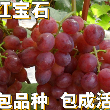 【保真苗】红宝石葡萄苗地栽四季种植果树嫁接特大当年结果