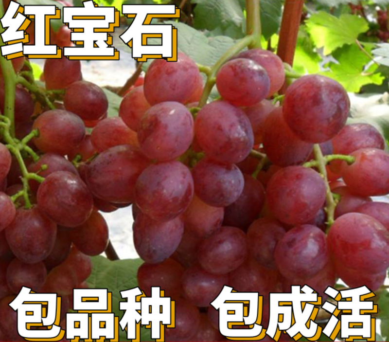 【保真苗】红宝石葡萄苗地栽四季种植果树嫁接特大当年结果
