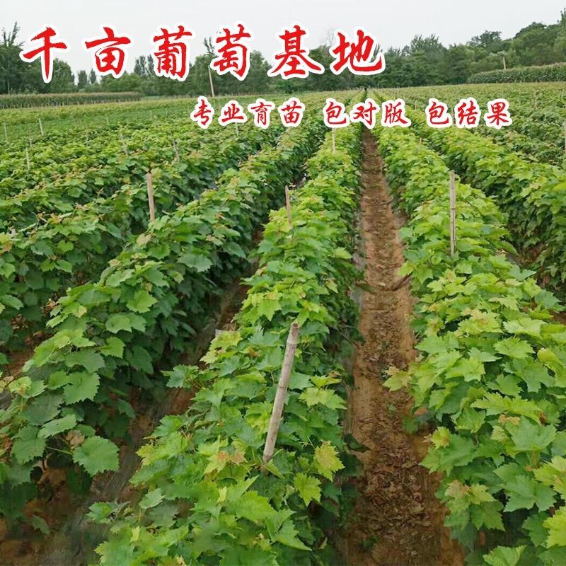 【保真苗】蓝宝石葡萄苗地栽四季种植果树嫁接特大当年结果