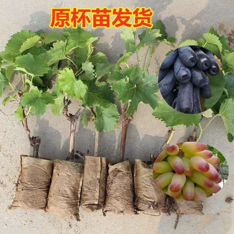 【保真苗】蓝宝石葡萄苗地栽四季种植果树嫁接特大当年结果