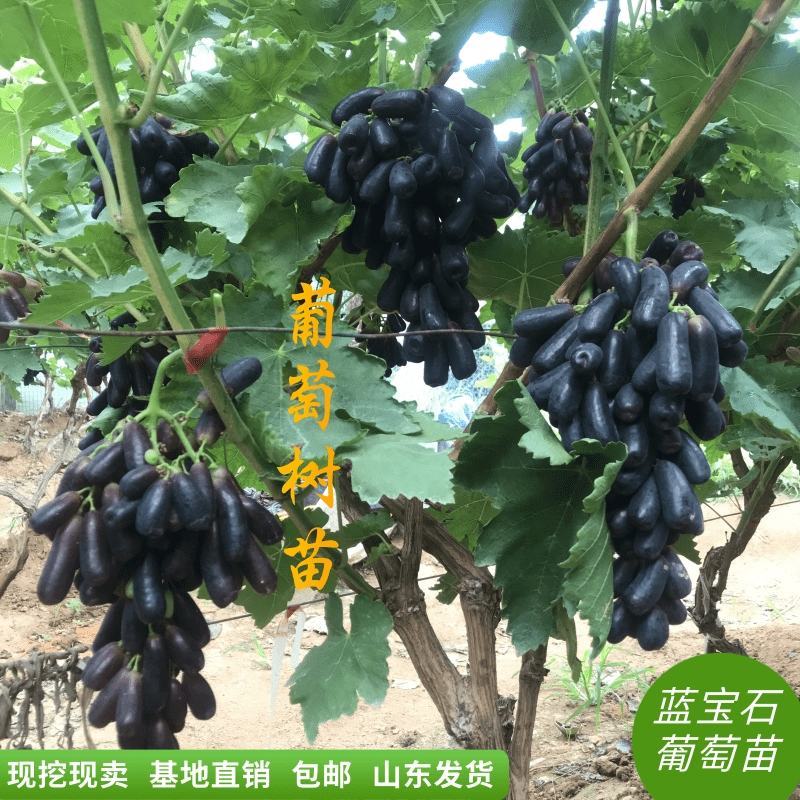 【保真苗】蓝宝石葡萄苗地栽四季种植果树嫁接特大当年结果