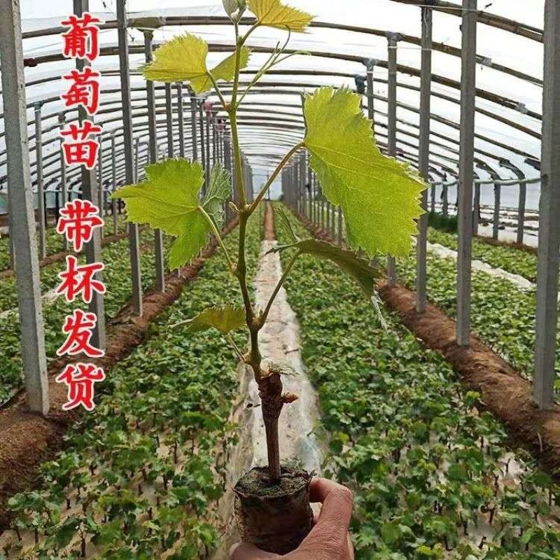 【保真苗】蓝宝石葡萄苗地栽四季种植果树嫁接特大当年结果