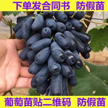 【保真苗】蓝宝石葡萄苗地栽四季种植果树嫁接特大当年结果