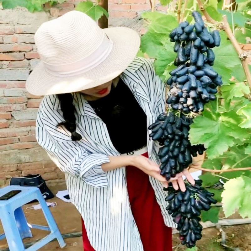 【保真苗】蓝宝石葡萄苗地栽四季种植果树嫁接特大当年结果