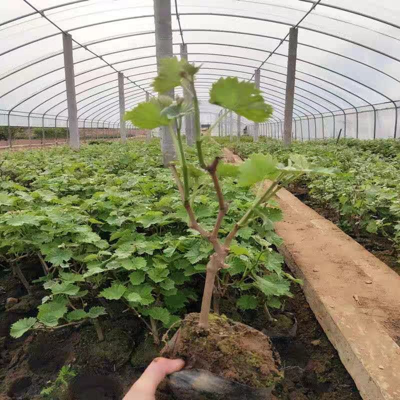 【保真苗】蓝宝石葡萄苗地栽四季种植果树嫁接特大当年结果
