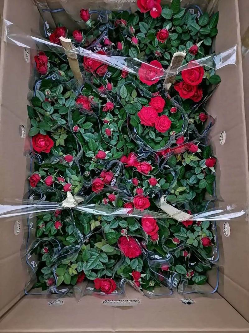 玫瑰花，洋玫瑰，欧耶（5种颜色可以拼装）
