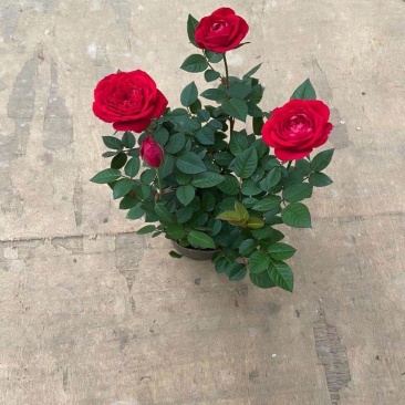 玫瑰花，洋玫瑰，欧耶（5种颜色可以拼装）