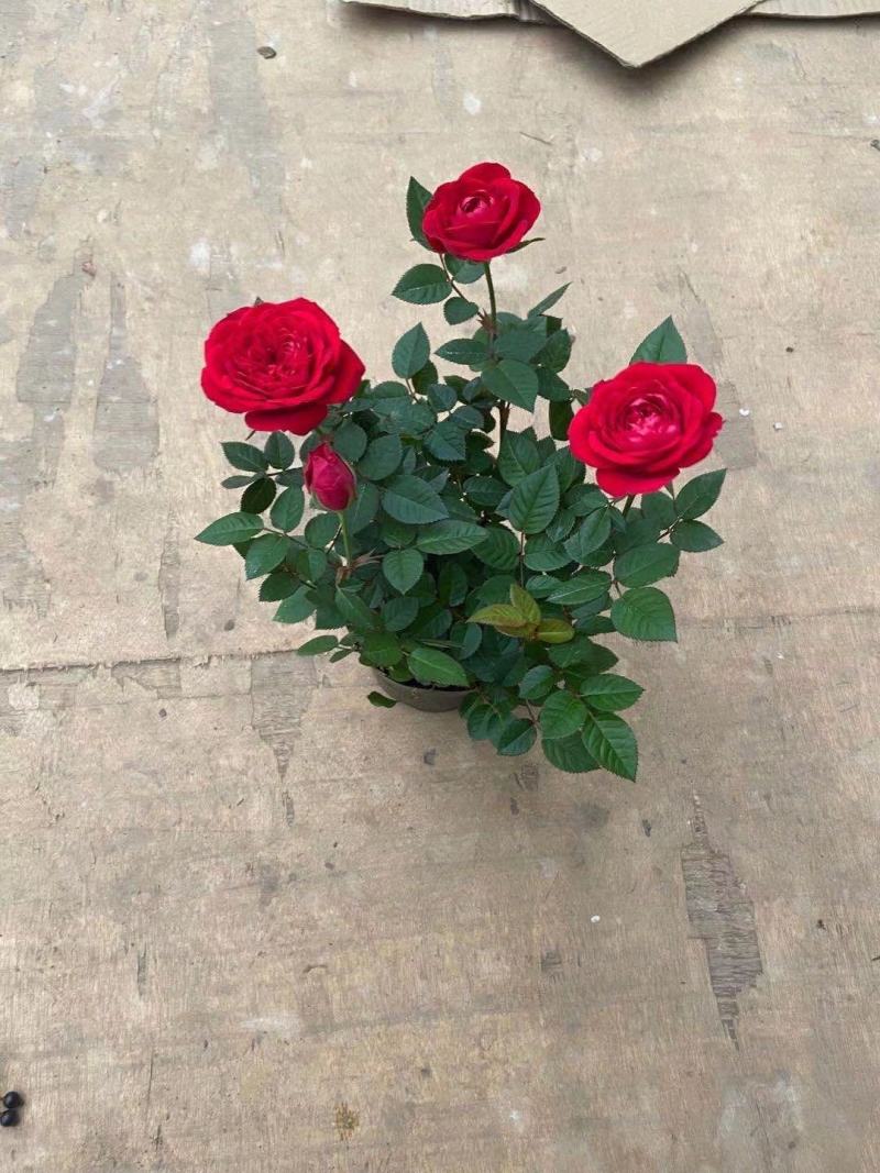 玫瑰花，洋玫瑰，欧耶（5种颜色可以拼装）