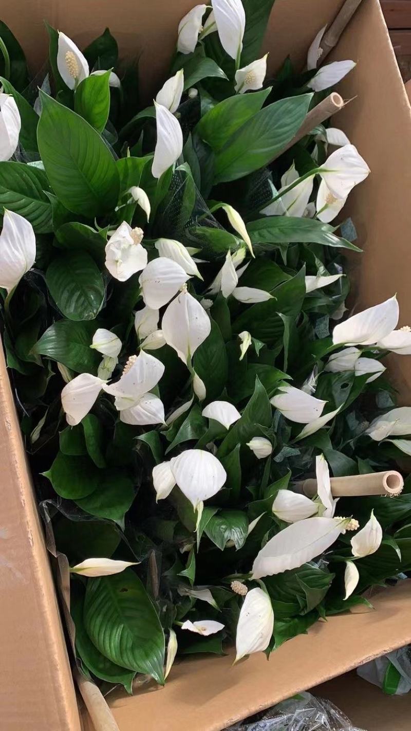 白掌（一帆风顺）花语:事业有成、一帆风顺。