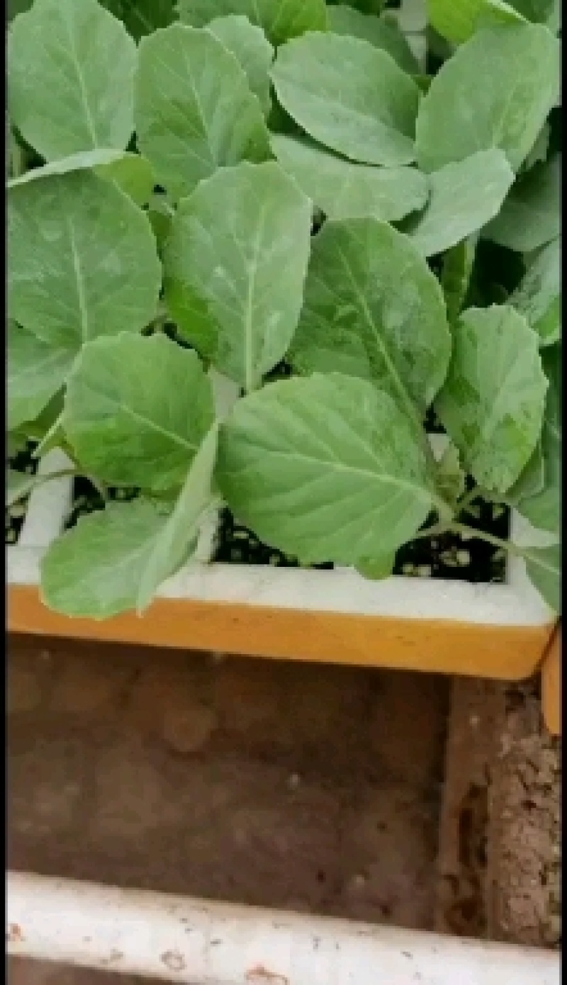 甘蓝苗（圆包菜），基地直供，一手货源，根须发达，成活率高