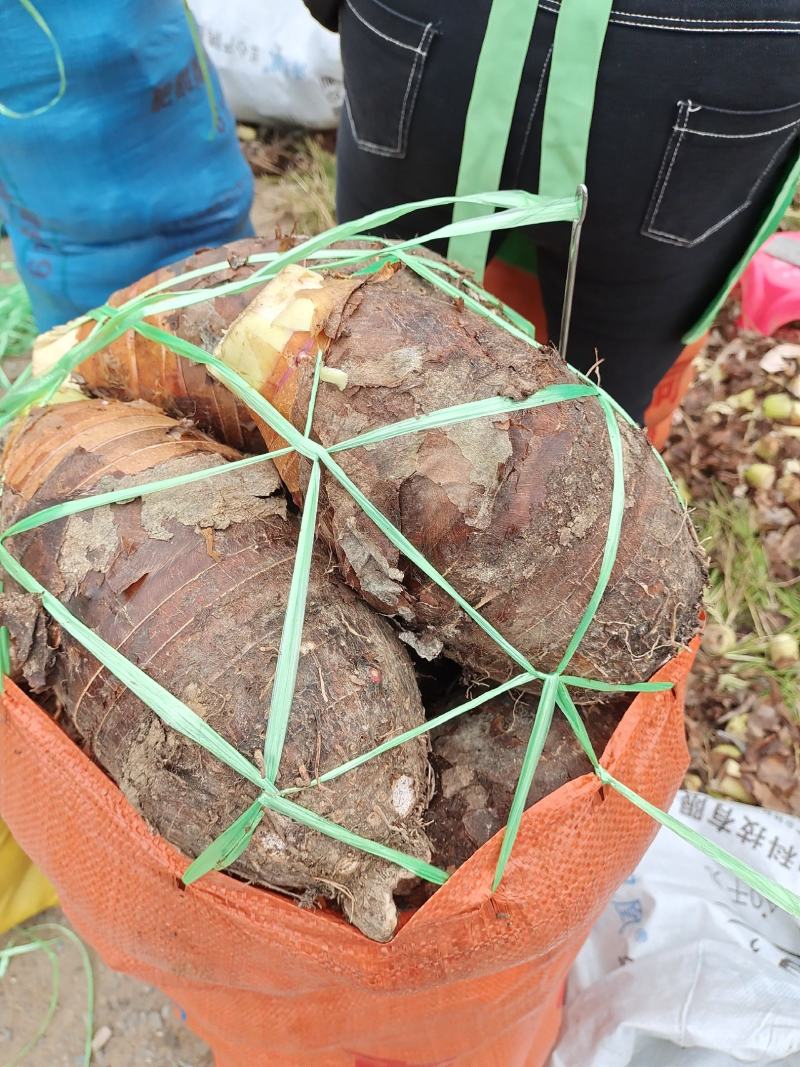 韶关香芋，欢迎各地老板收购