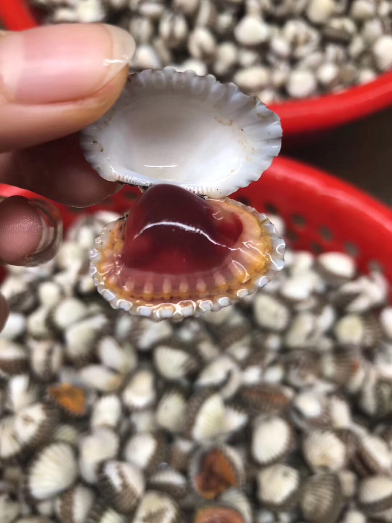 当天捕捞鲜活血蛤，血钳，蛤蜊，血蛤，质量保证