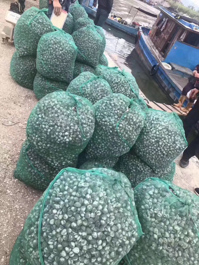 当天捕捞鲜活血蛤，血钳，蛤蜊，血蛤，质量保证