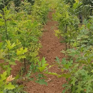 娜塔莉小苗红橡树壮苗