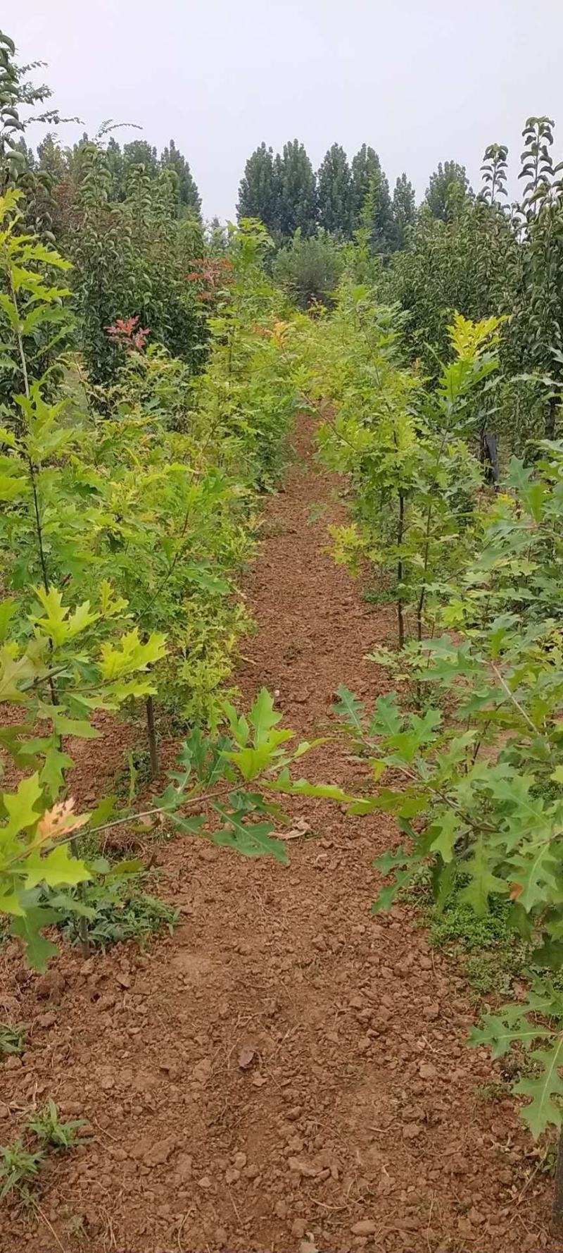 娜塔莉小苗红橡树壮苗