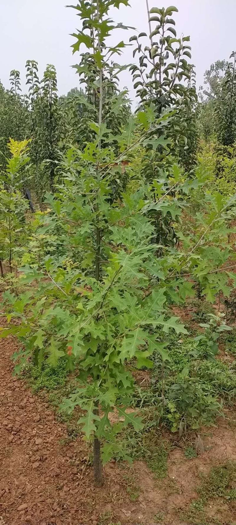 娜塔莉小苗红橡树壮苗